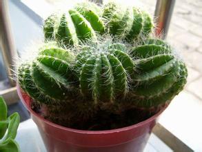 哪些植物可防電腦輻射 哪些植物可防電腦輻射